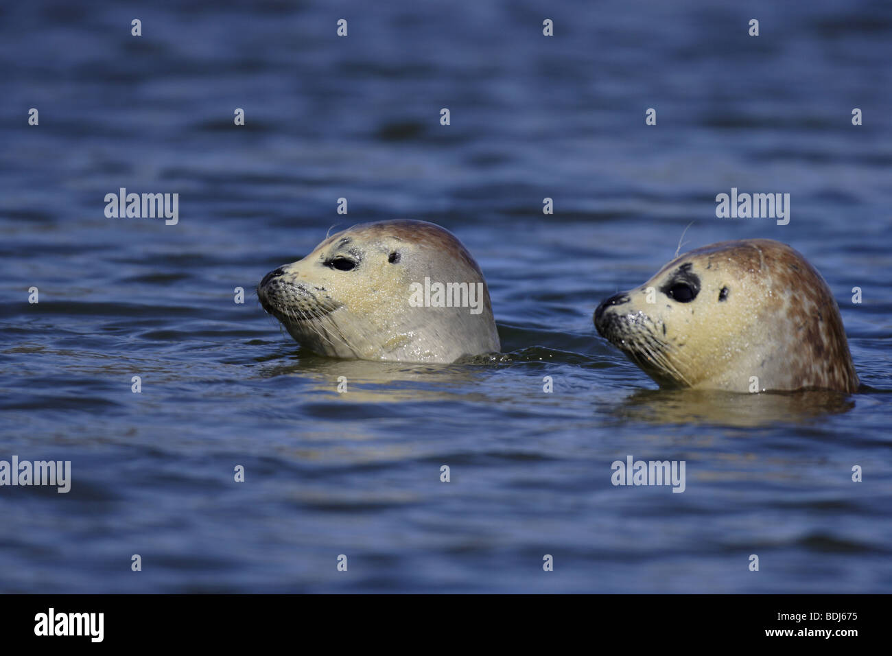 Seehund (Phoca vitulina) Common seal Stock Photo