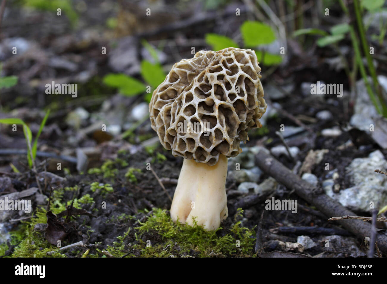 Morchella esculenta hi-res stock photography and images - Alamy