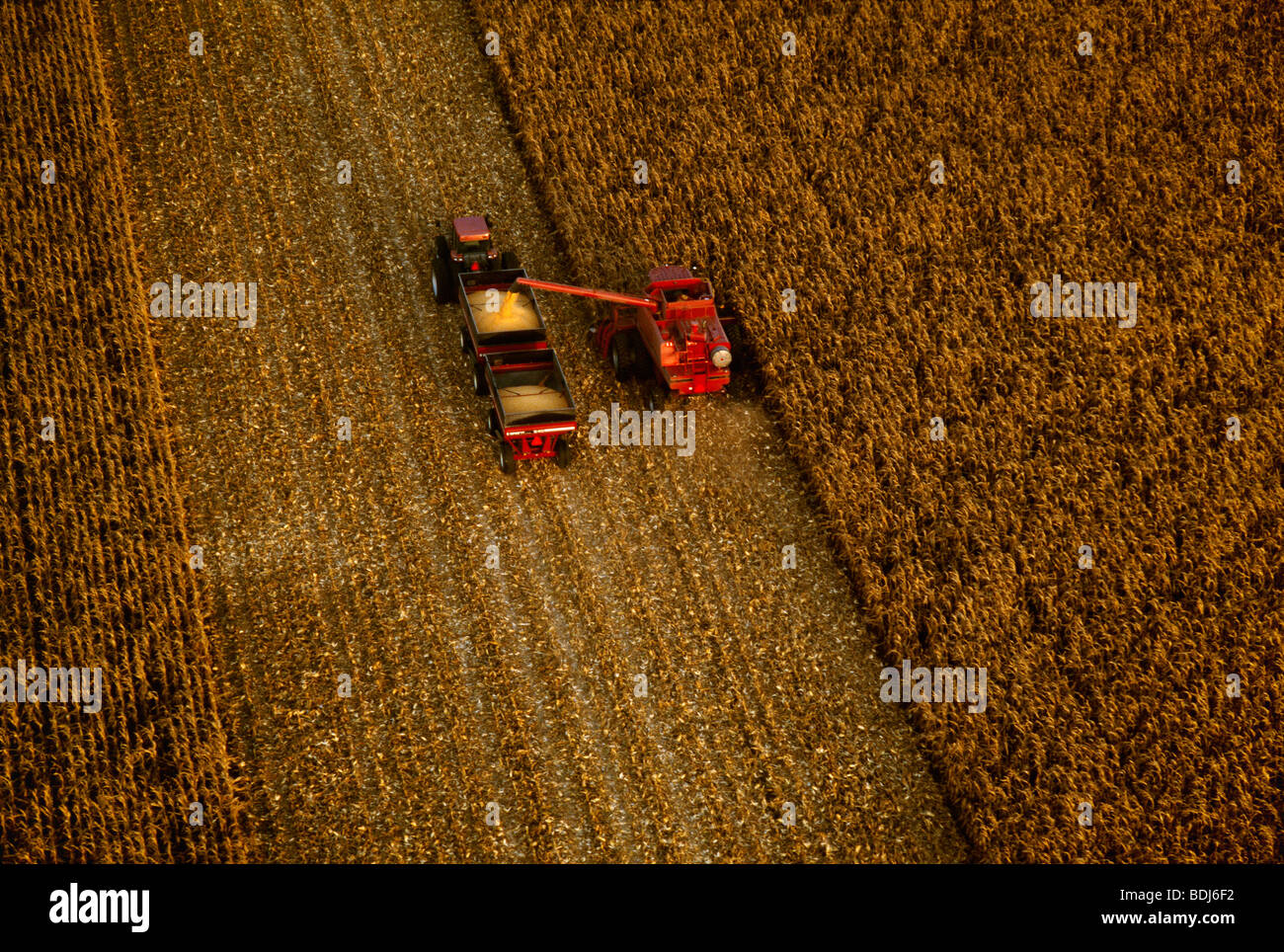 Agriculture - Aerial view of a combine harvesting grain corn and augering it into a grain wagon “on-the-go” / Illinois, USA. Stock Photo
