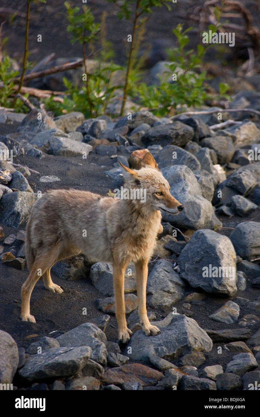 Coyote, Chugach National Forest, Alaska. Stock Photo