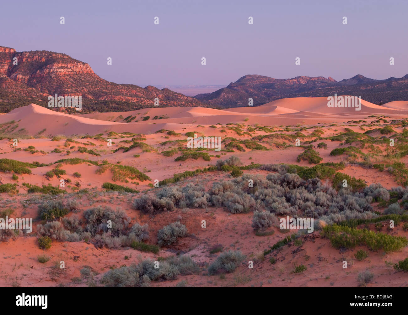 dune field at dusk, Coral Pink Sand Dunes State Park, Utah Stock Photo
