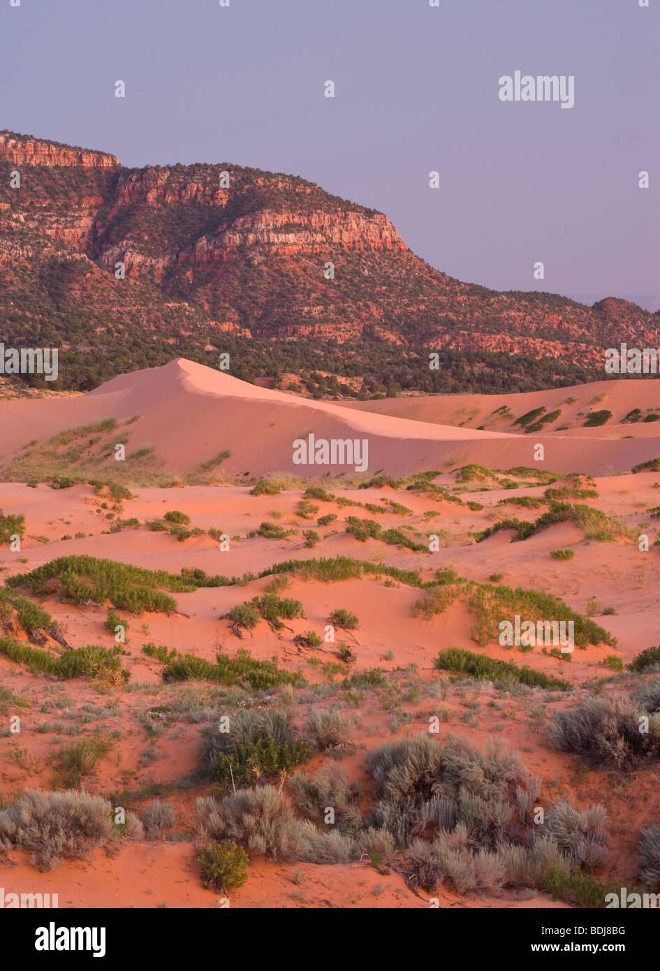 dune field at dusk, Coral Pink Sand Dunes State Park, Utah Stock Photo