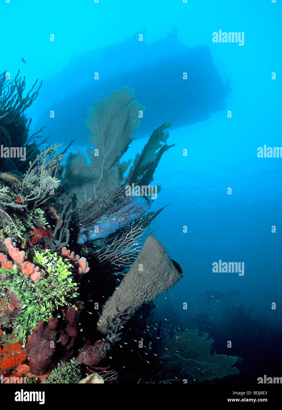 Beautiful Shallow wall at a Utila, Bay Islands, Honduras dive site