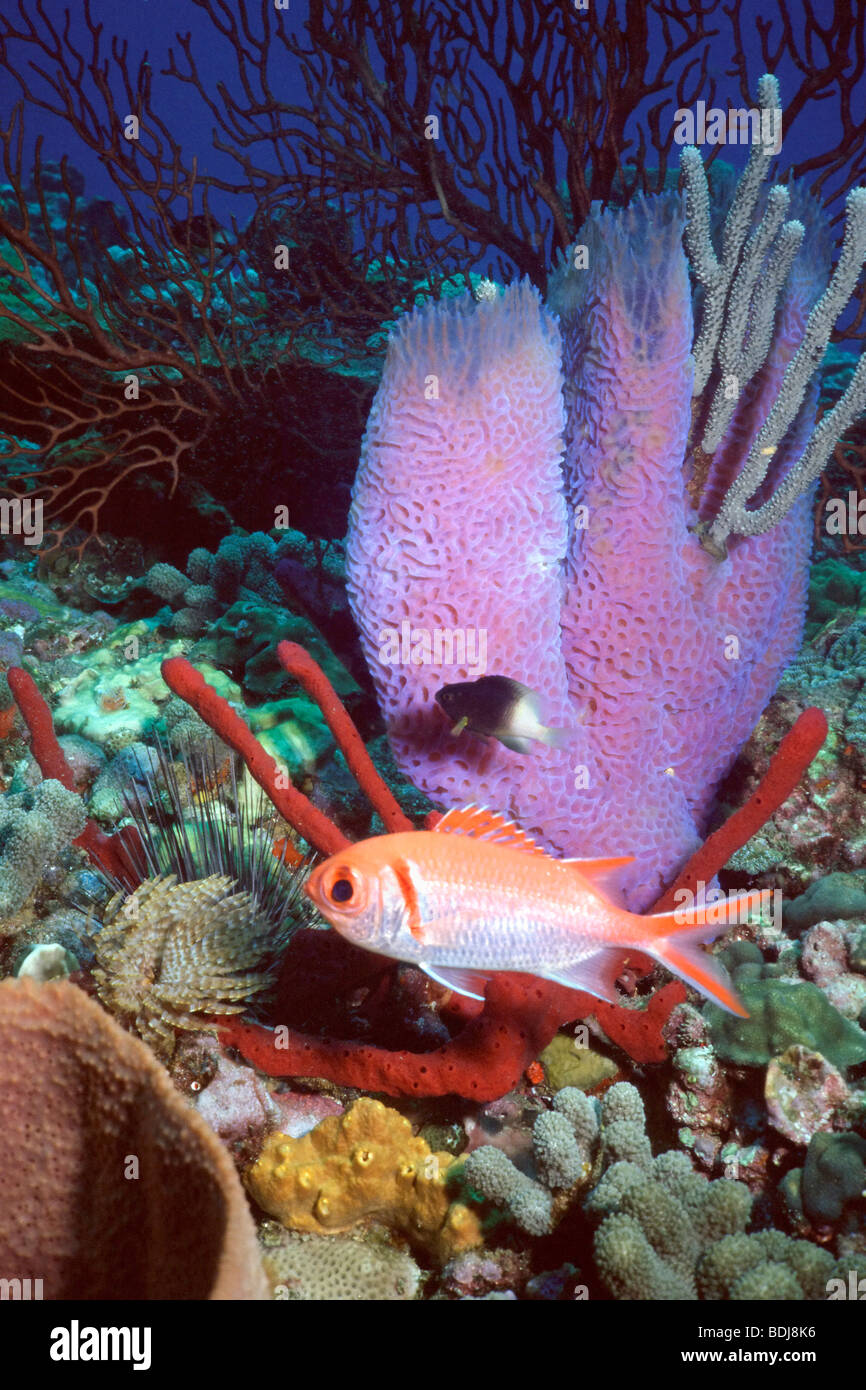 Healthy reef complete variety sponges hires stock photography and