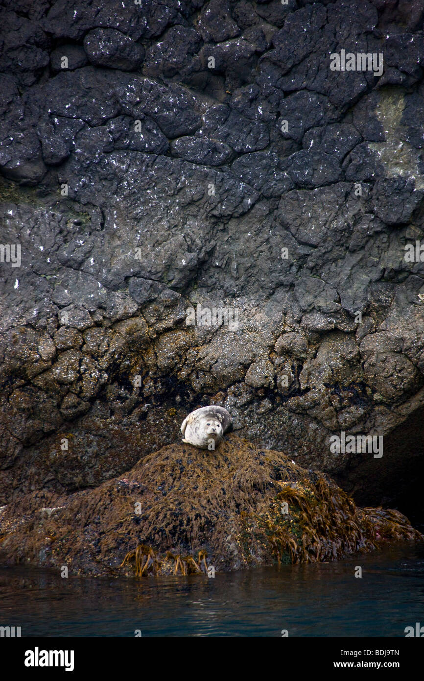 Harbor Seal, Kenai Fjords National Park, Alaska. Stock Photo