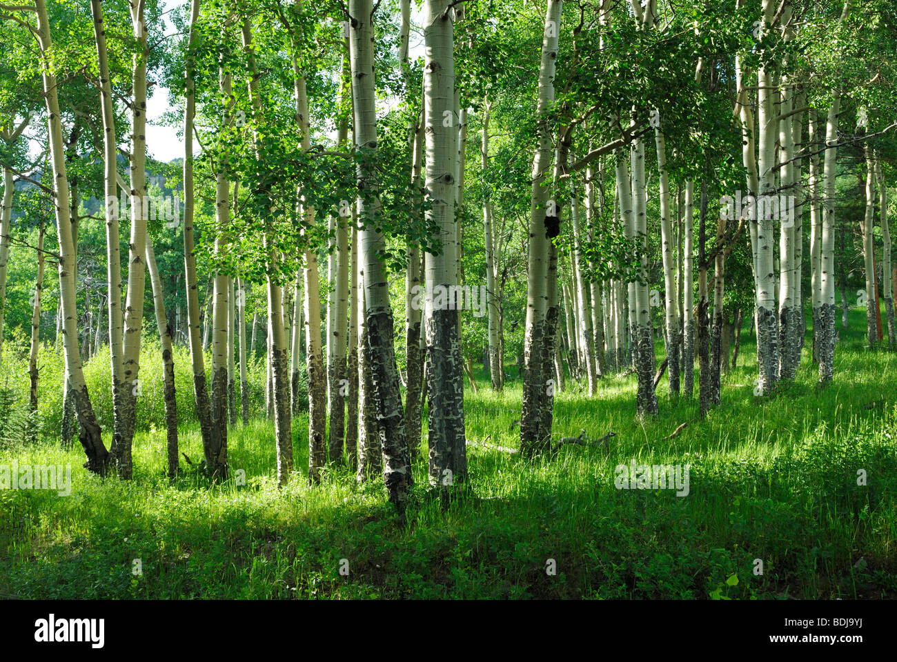 Aspen grove in Colorado Rocky Mountains Stock Photo Alamy