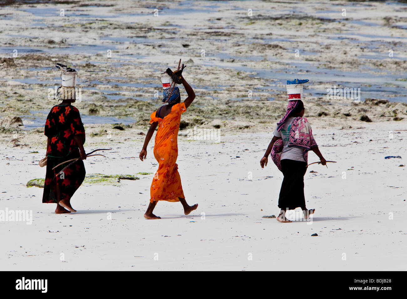 Women carry their caught fish in buckets on their heads, Zanzibar, Tanzania, Africa Stock Photo