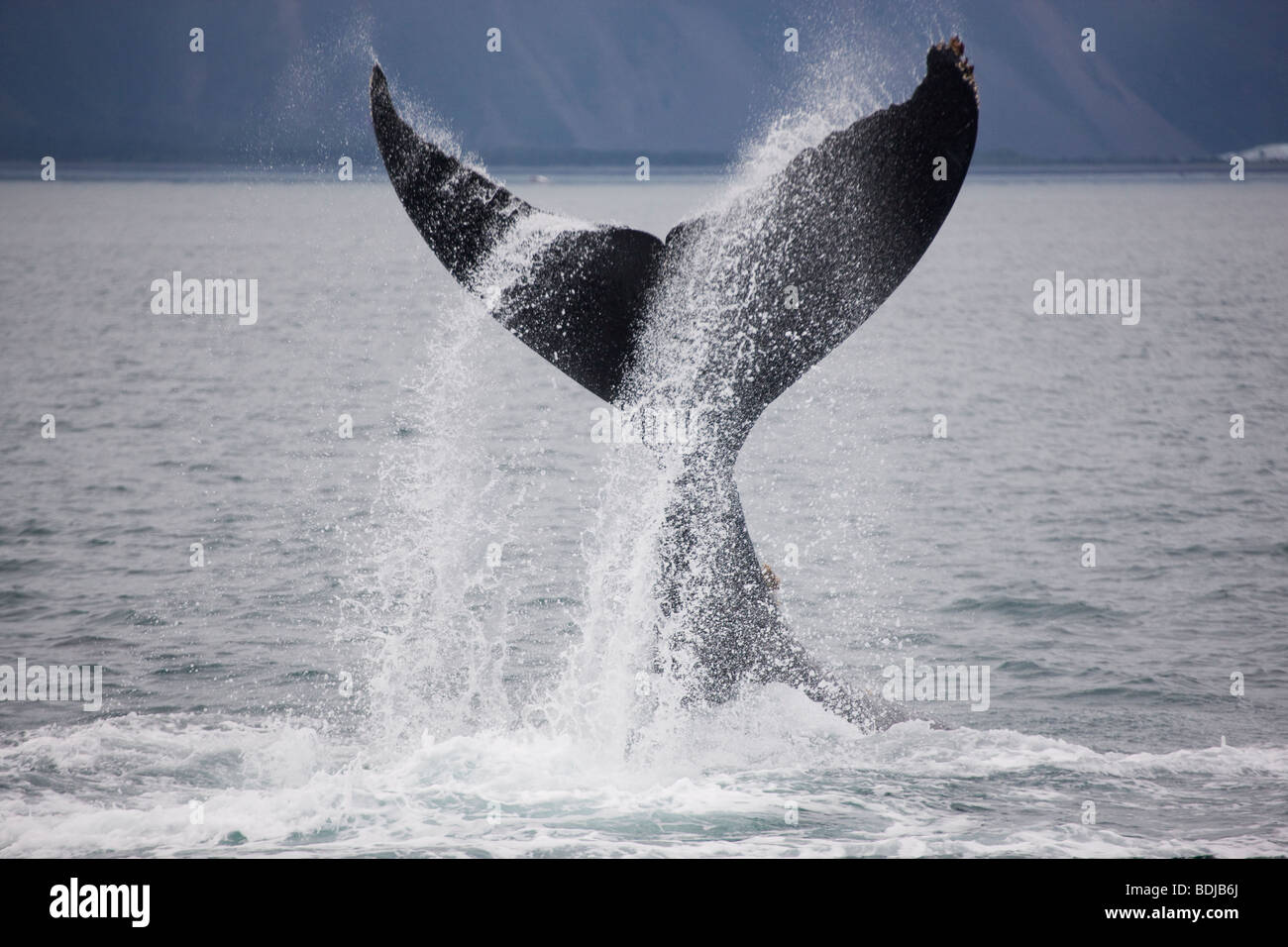 Humpback Whale, Kenai Fjords National Park, Alaska. Stock Photo
