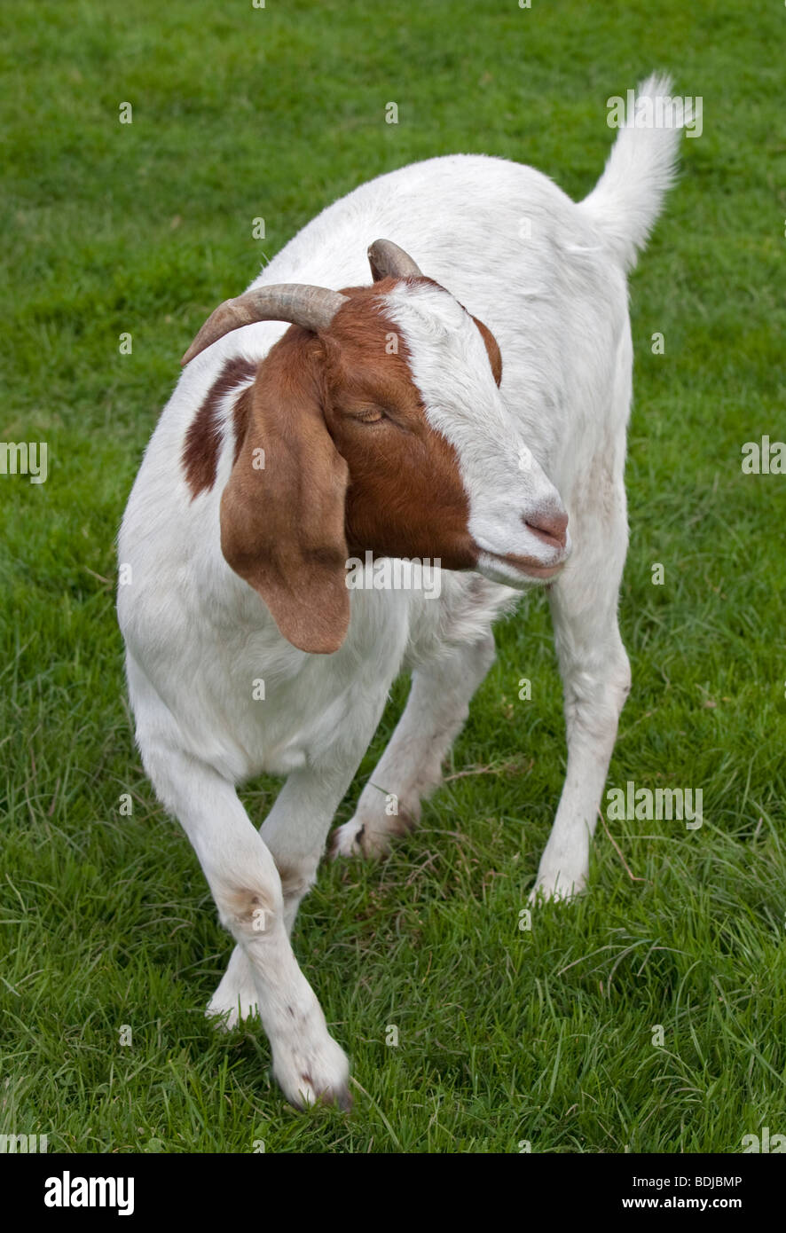 Boer Goat Stock Photo