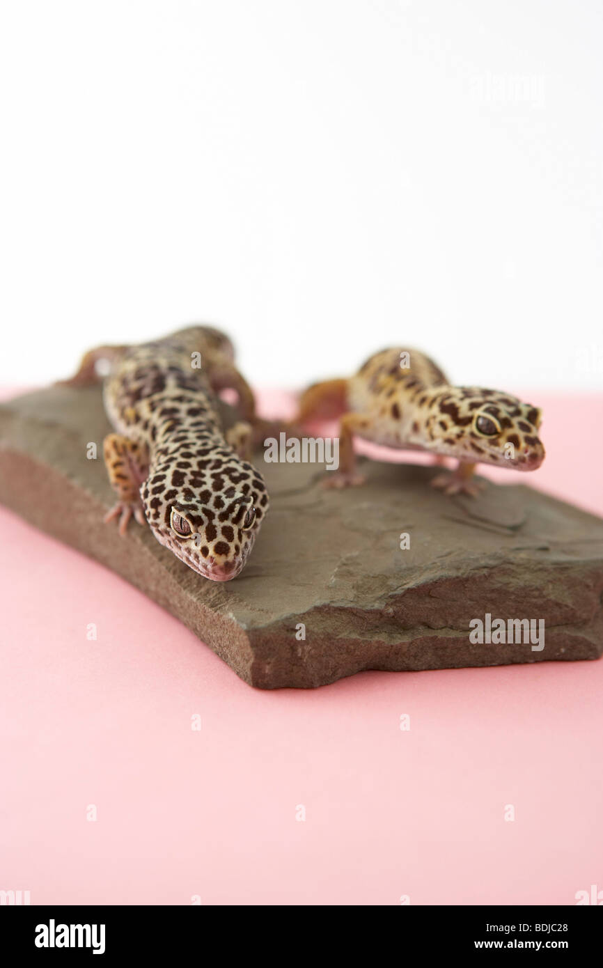 Leopard Geckos Stock Photo