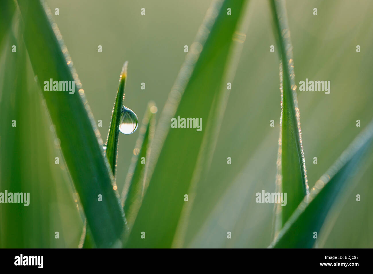 Dew Drop on Blade of Grass Stock Photo
