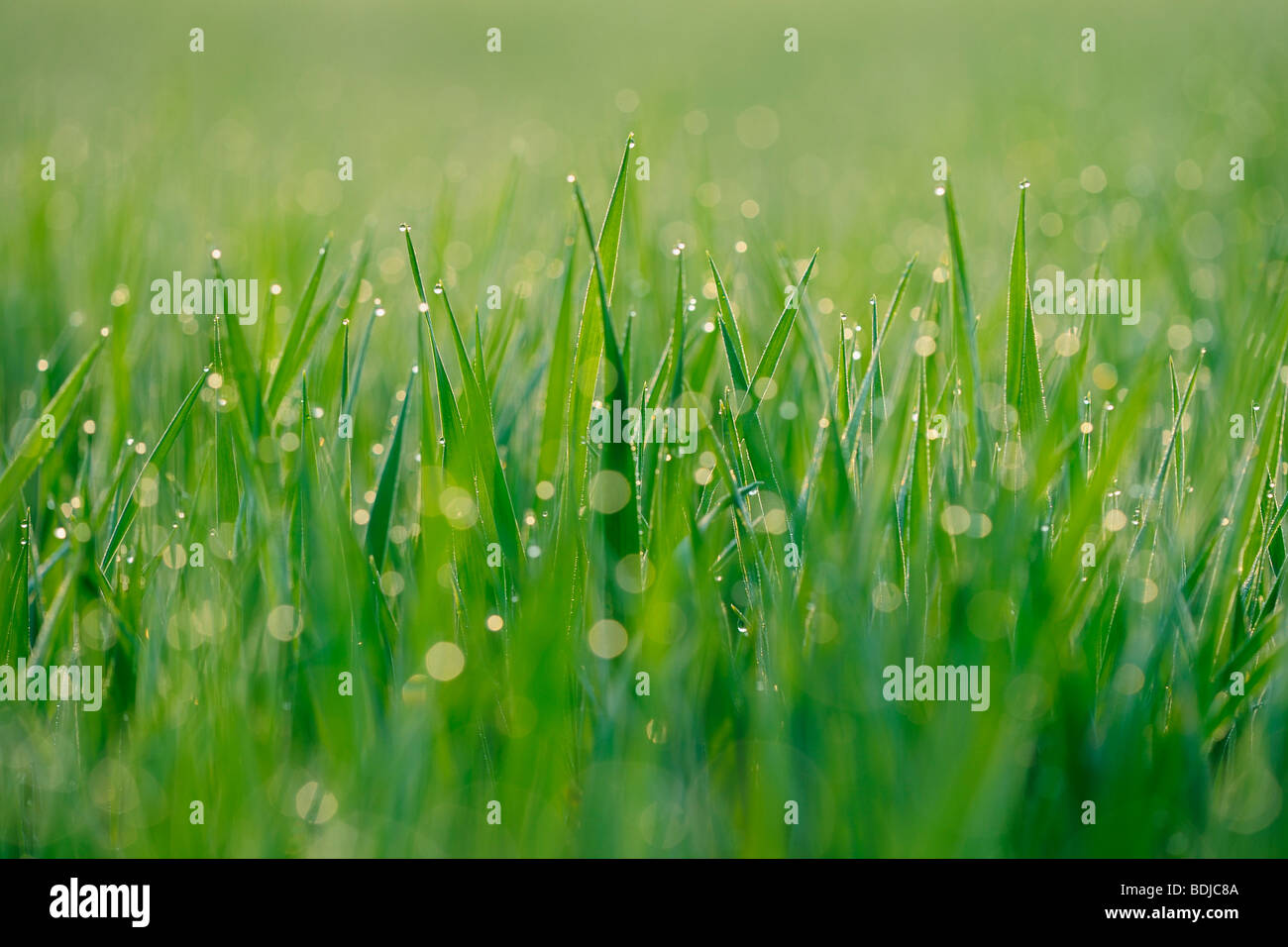 Dew Drops on Grass Stock Photo