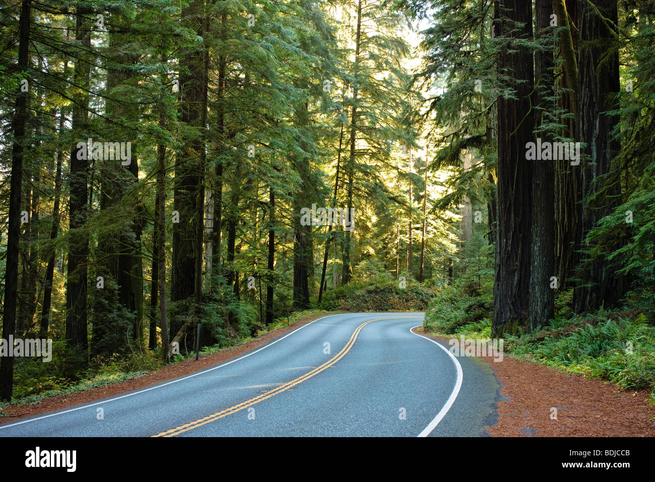 Highway 199 Through Jedediah Smith State Park, Northern California