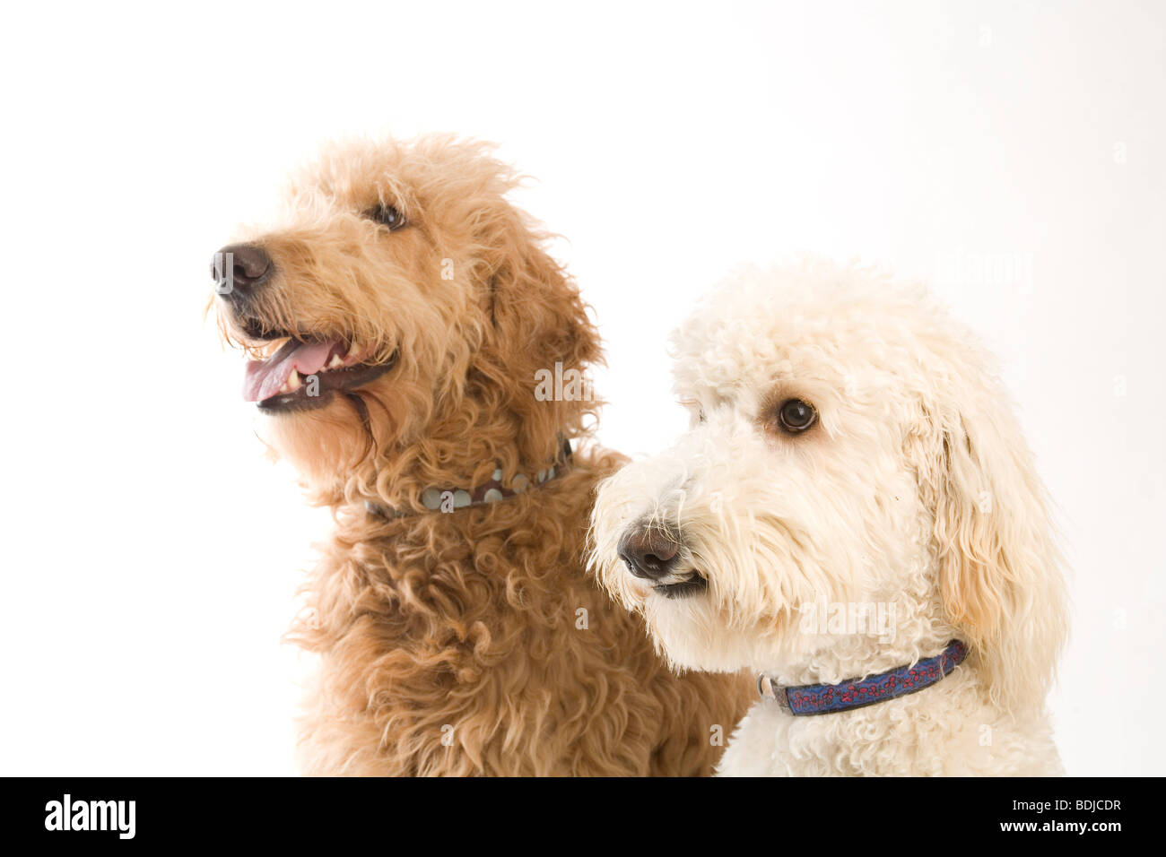 are goldendoodles good hiking dogs