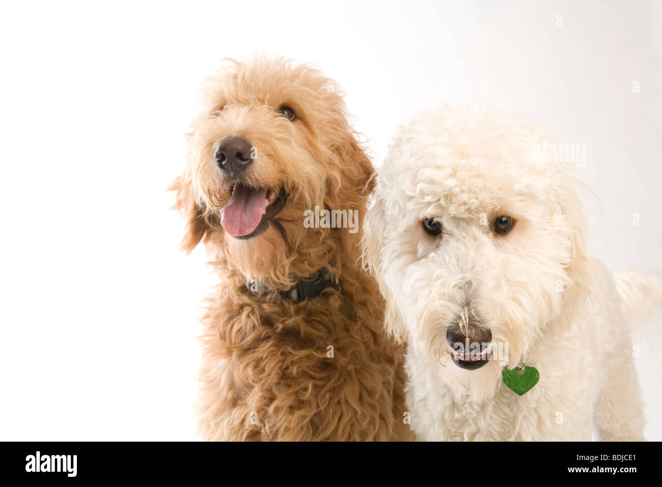 Portrait of Golden Doodles Stock Photo Alamy