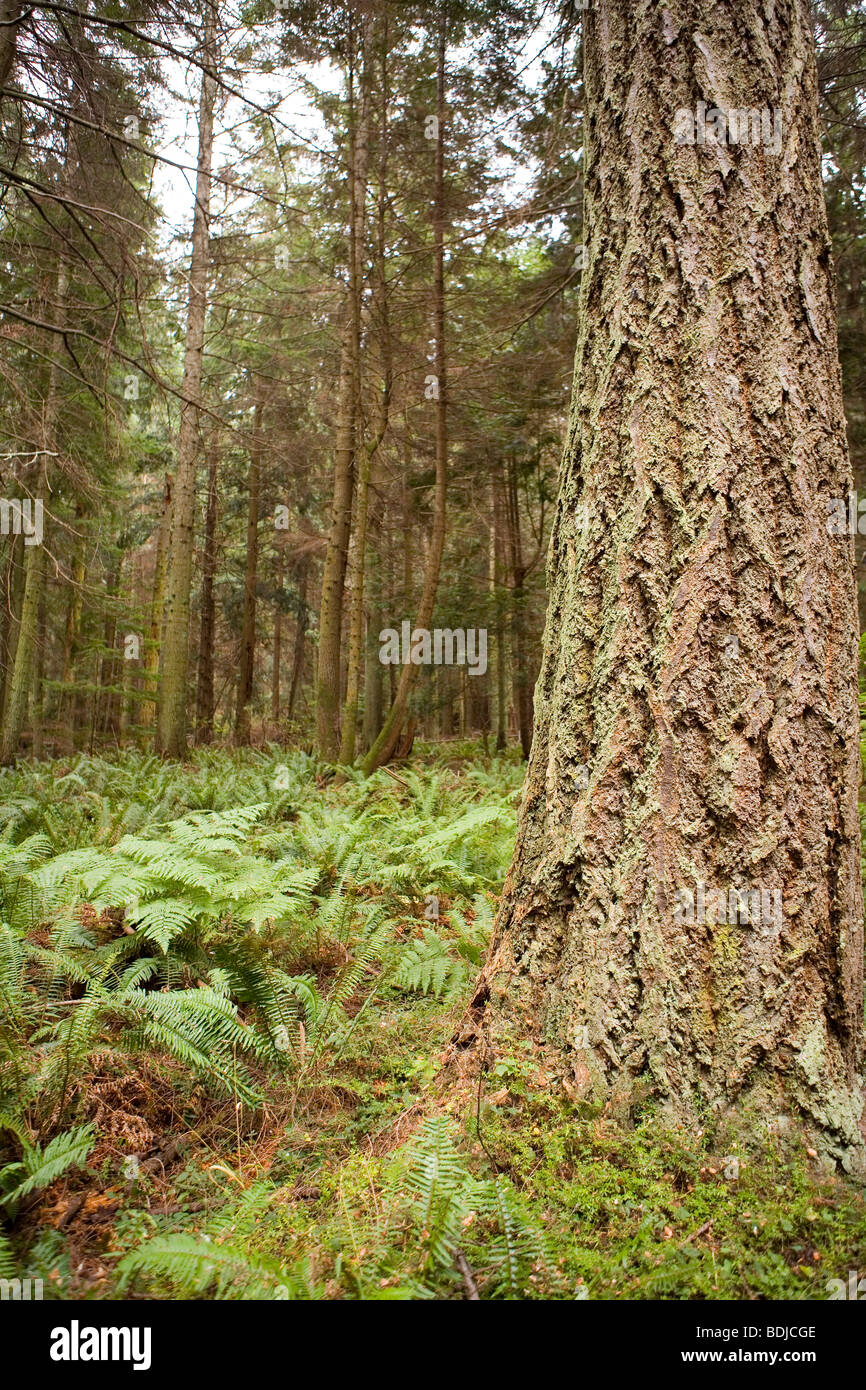Douglas Fir Tree in Forest, Washington, USA Stock Photo