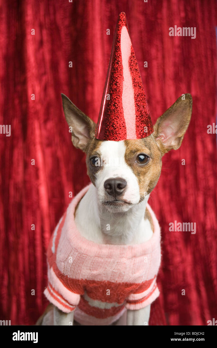 Dog Wearing Birthday Hat and Sweater Stock Photo Alamy