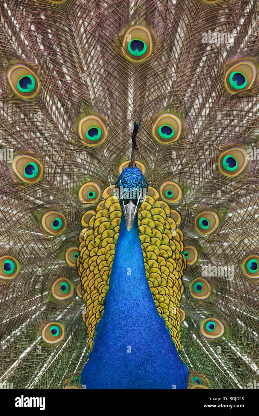 Peacock Portrait 10