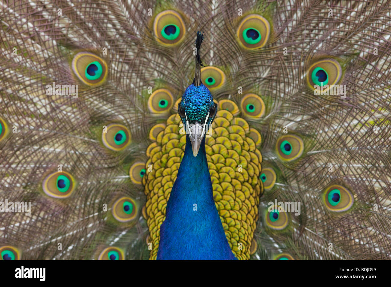 Beautiful peacock feather images hires stock photography and images