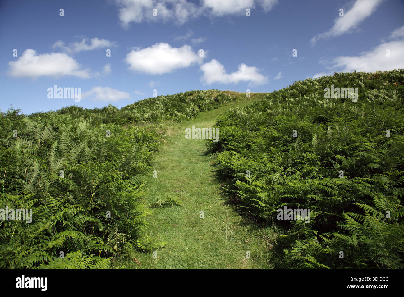 Walking up a path cut through ferns on Cort-Ma Law in the Campsie Fells,  Scotland, UK Stock Photo - Alamy