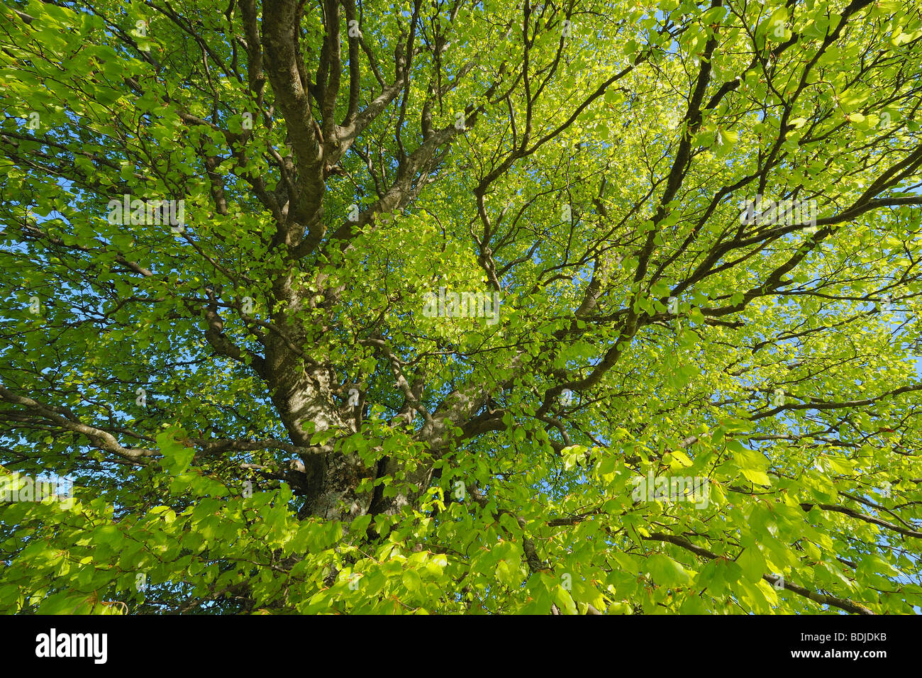 Close up deciduous tree branches hi-res stock photography and images ...