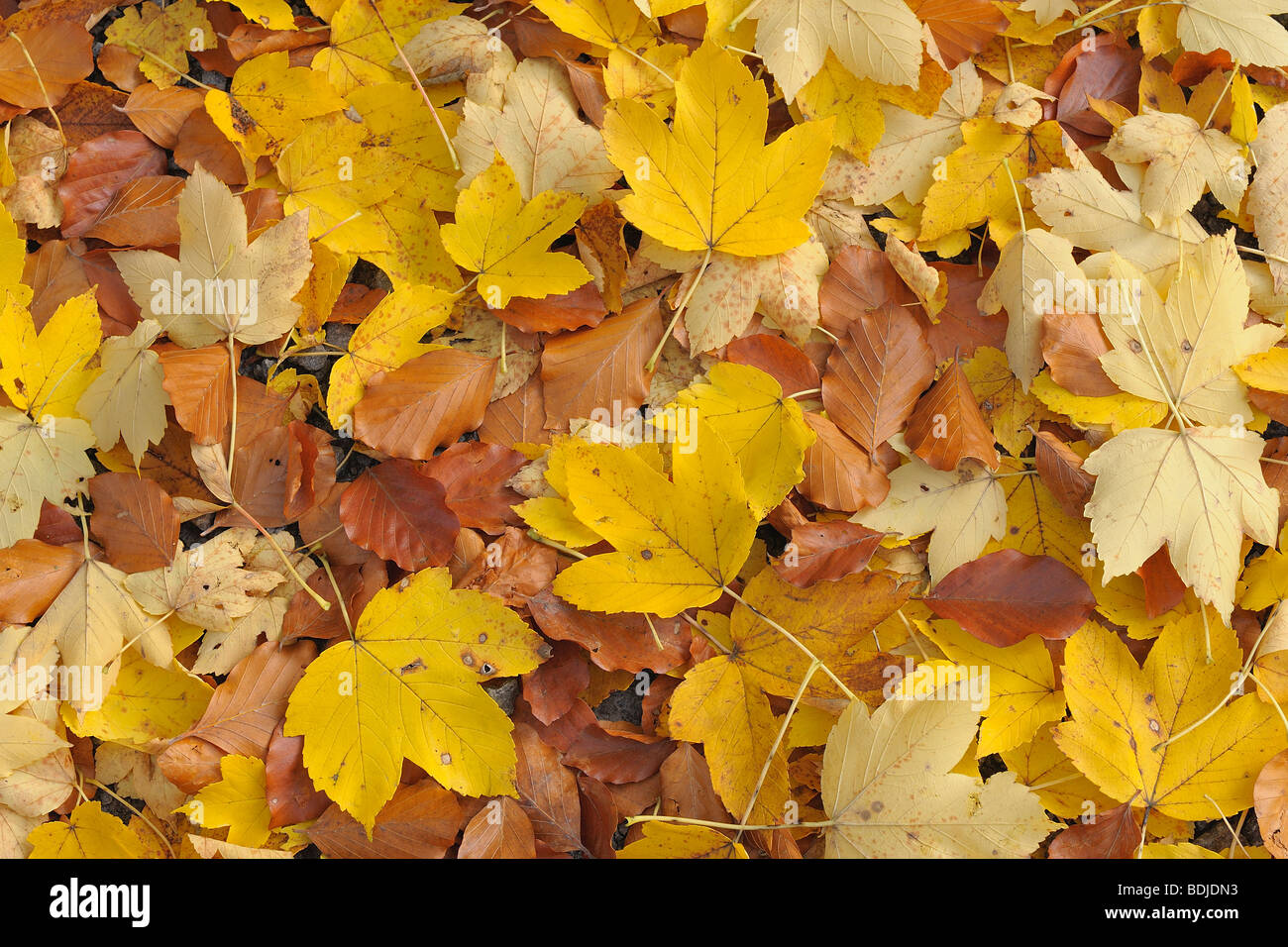Maple and Beech Leaves in Autumn, Odenwald, Hesse, Germany Stock Photo