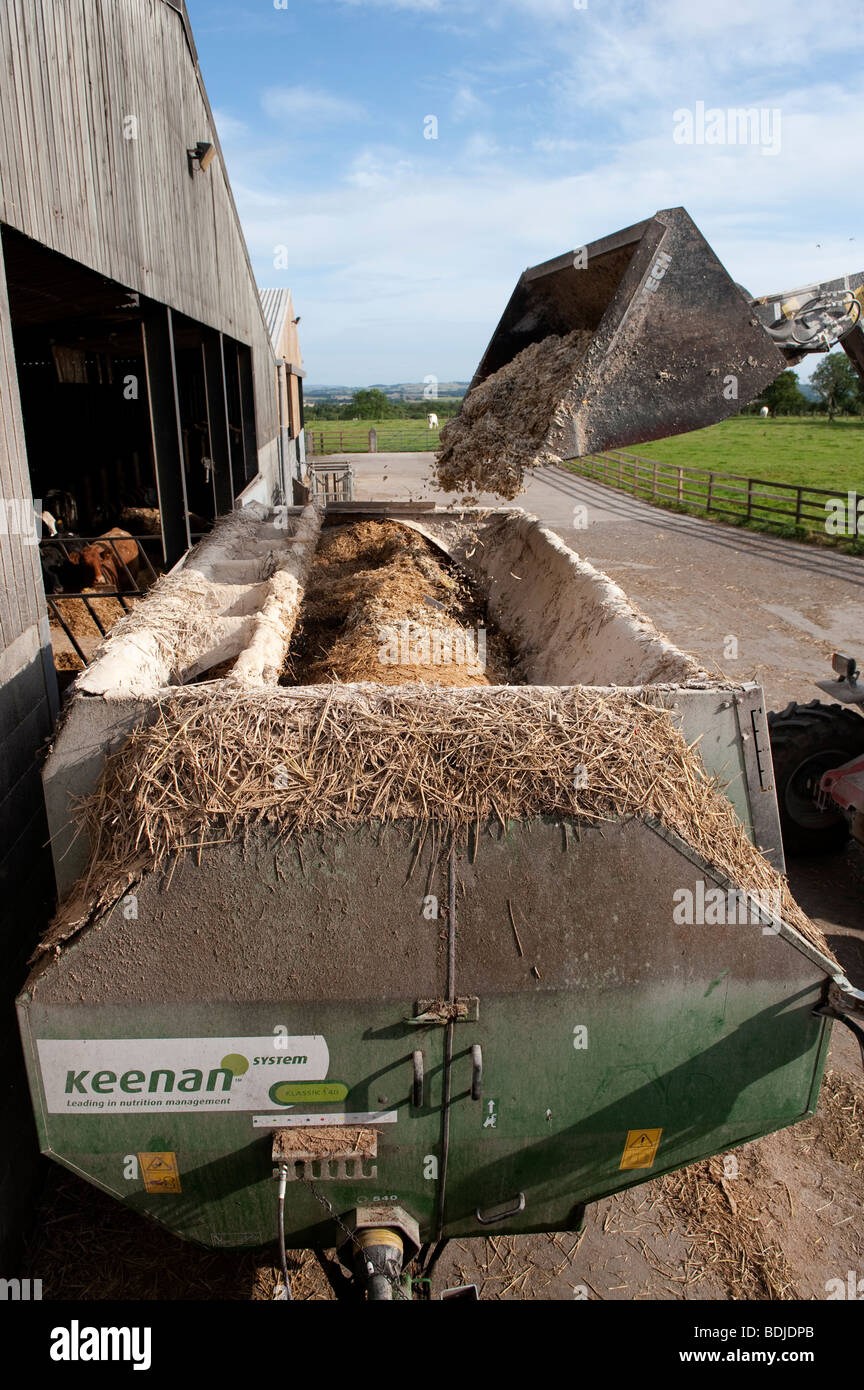 Loading livestock feed mixer wagon hires stock photography and images