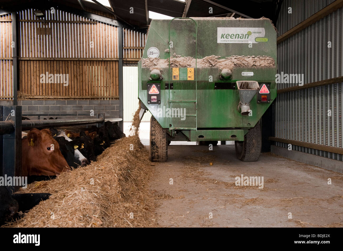 Livestock diet mixer feeding beef cattle in farm building Stock Photo