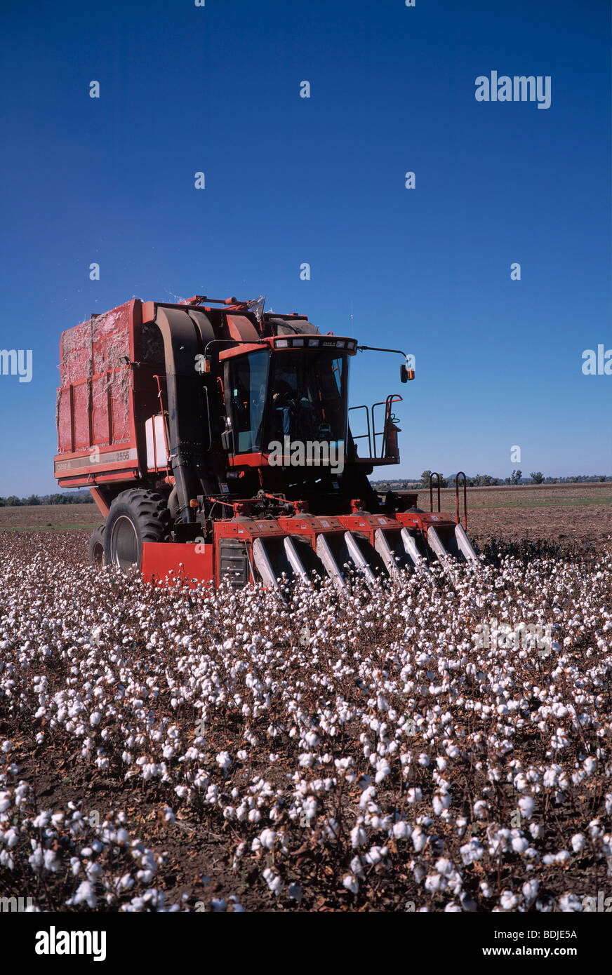 Cotton Harvesting, Australia Stock Photo