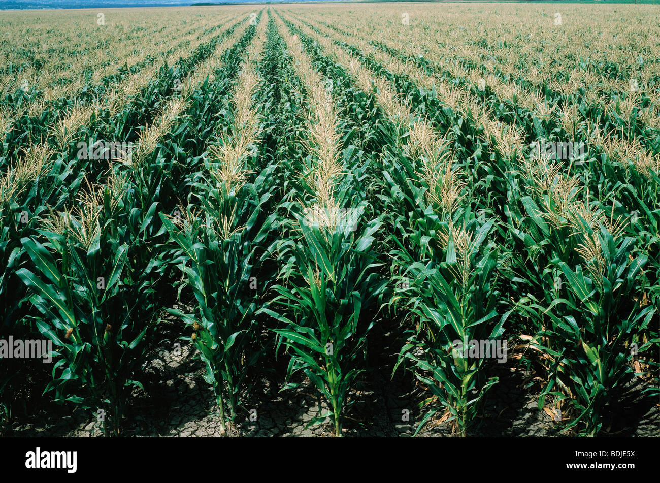 Corn Field, Australia Stock Photo