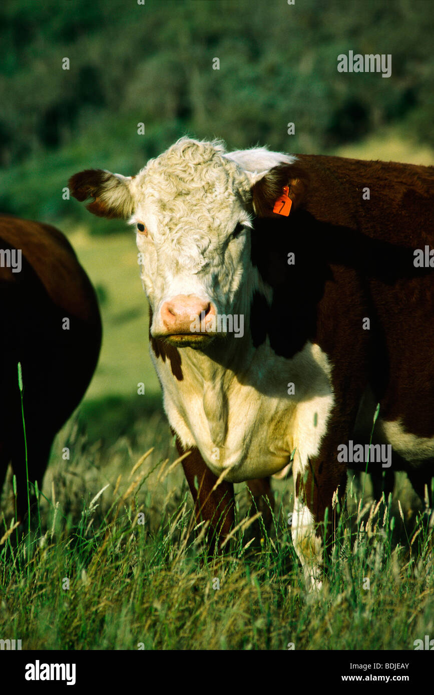 Beef Cattle, Hereford Cow Stock Photo - Alamy
