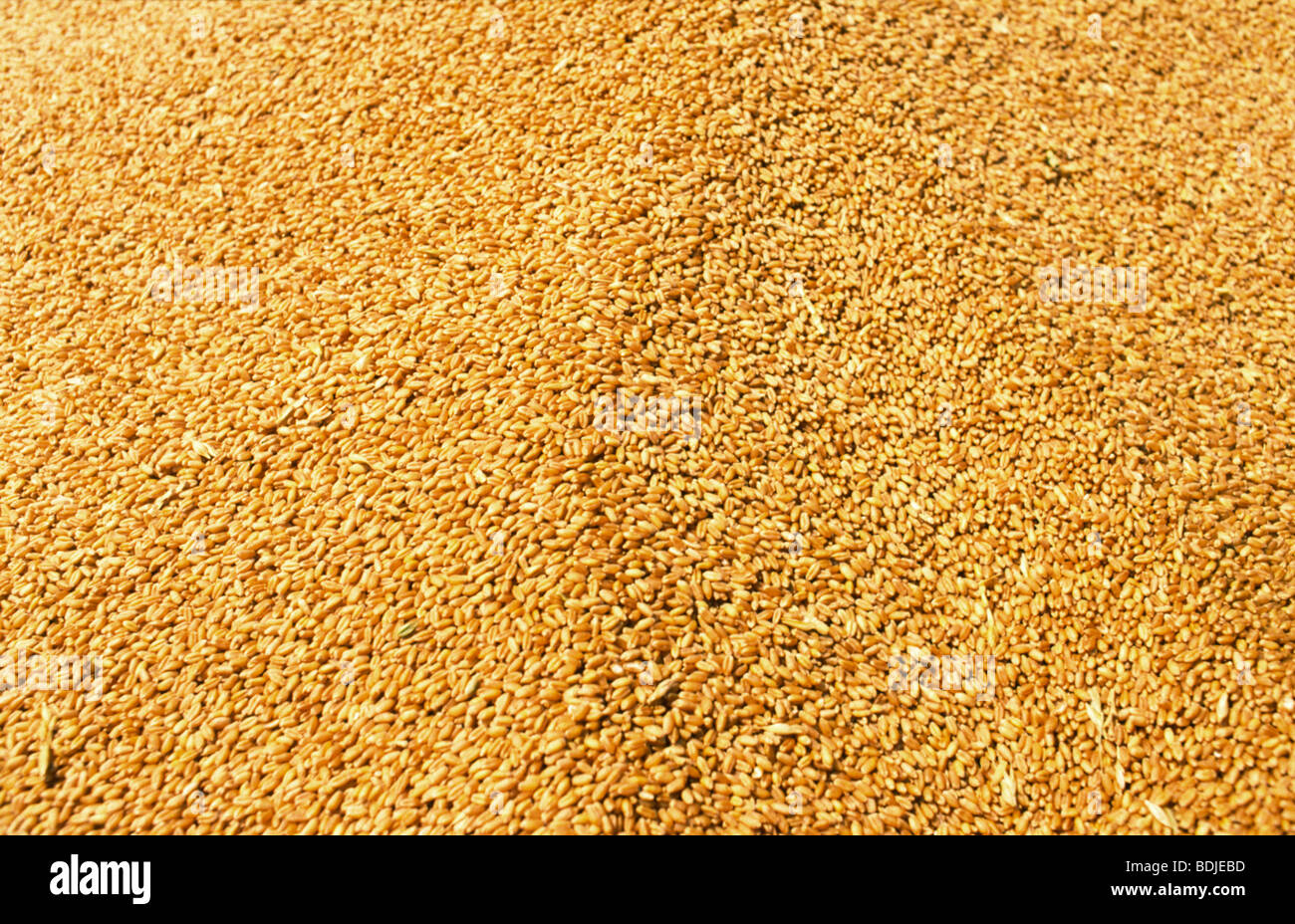 Australia wheat queensland hires stock photography and images Alamy