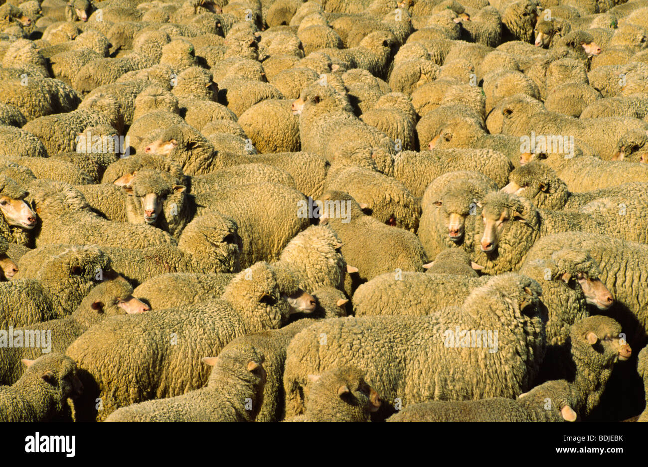 Sheep in Pen Stock Photo