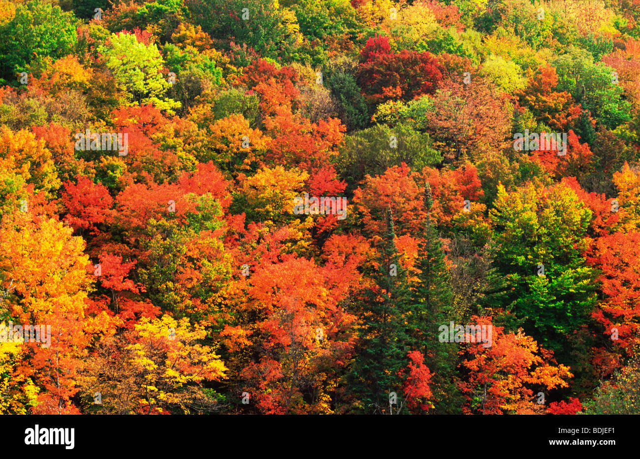 Autumn, Fall, Trees Changing Colour, Forest, USA Stock Photo