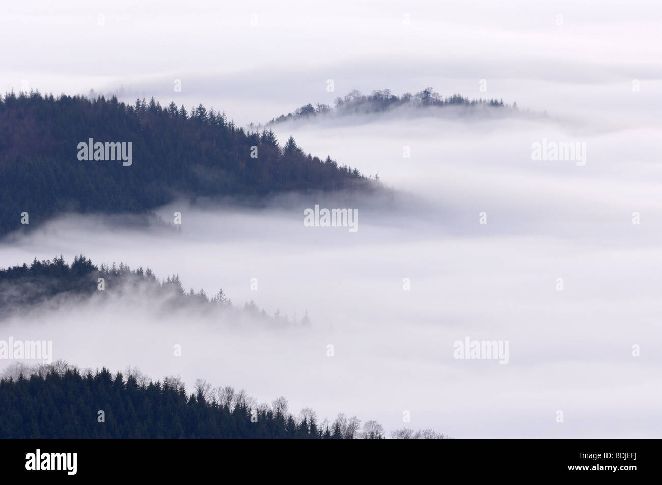 Forested Hills and Fog, Black Forest, Baden-Wurttemberg, Germany Stock Photo