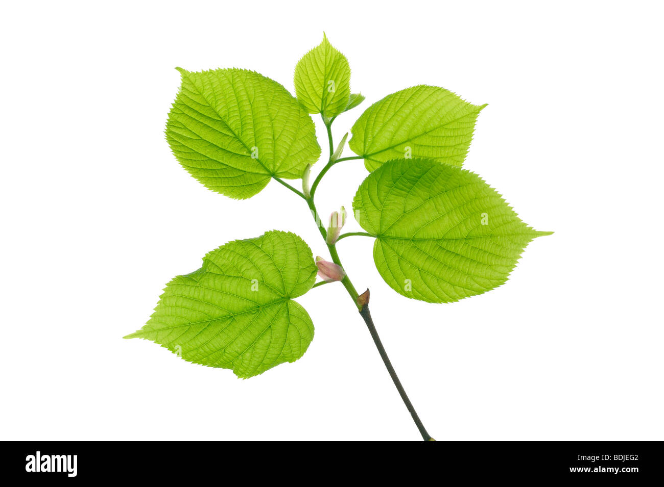 Lime Tree Branch and Leaves Stock Photo Alamy