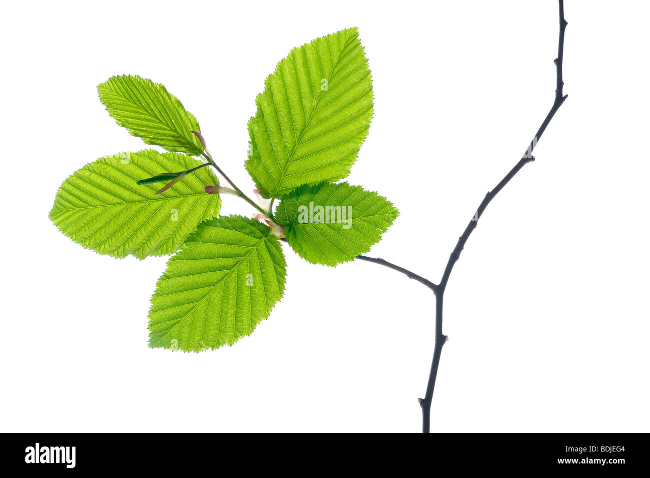 Common Hornbeam Branch Stock Photo Alamy