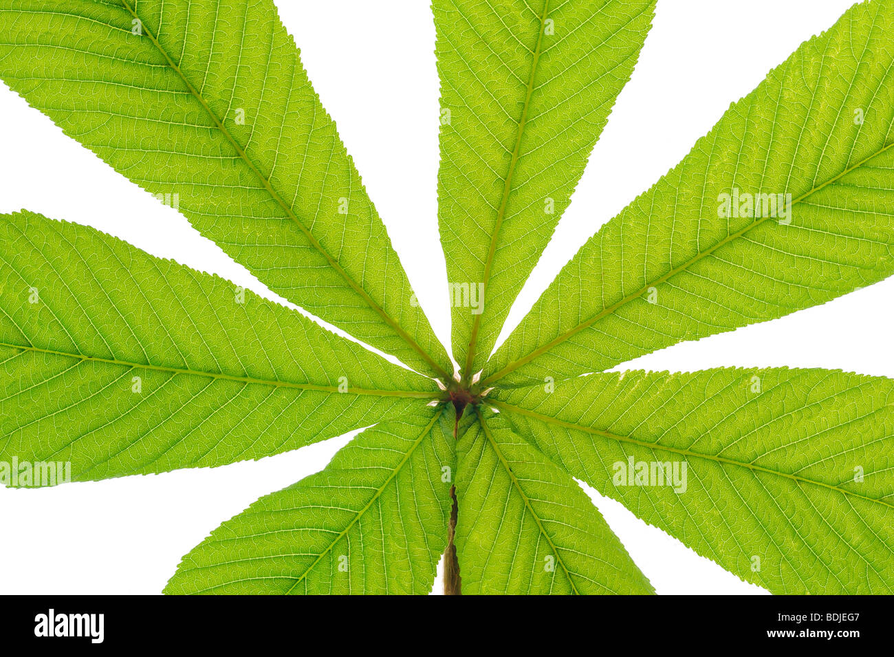 Close-up of Horse Chestnut Leaf Stock Photo
