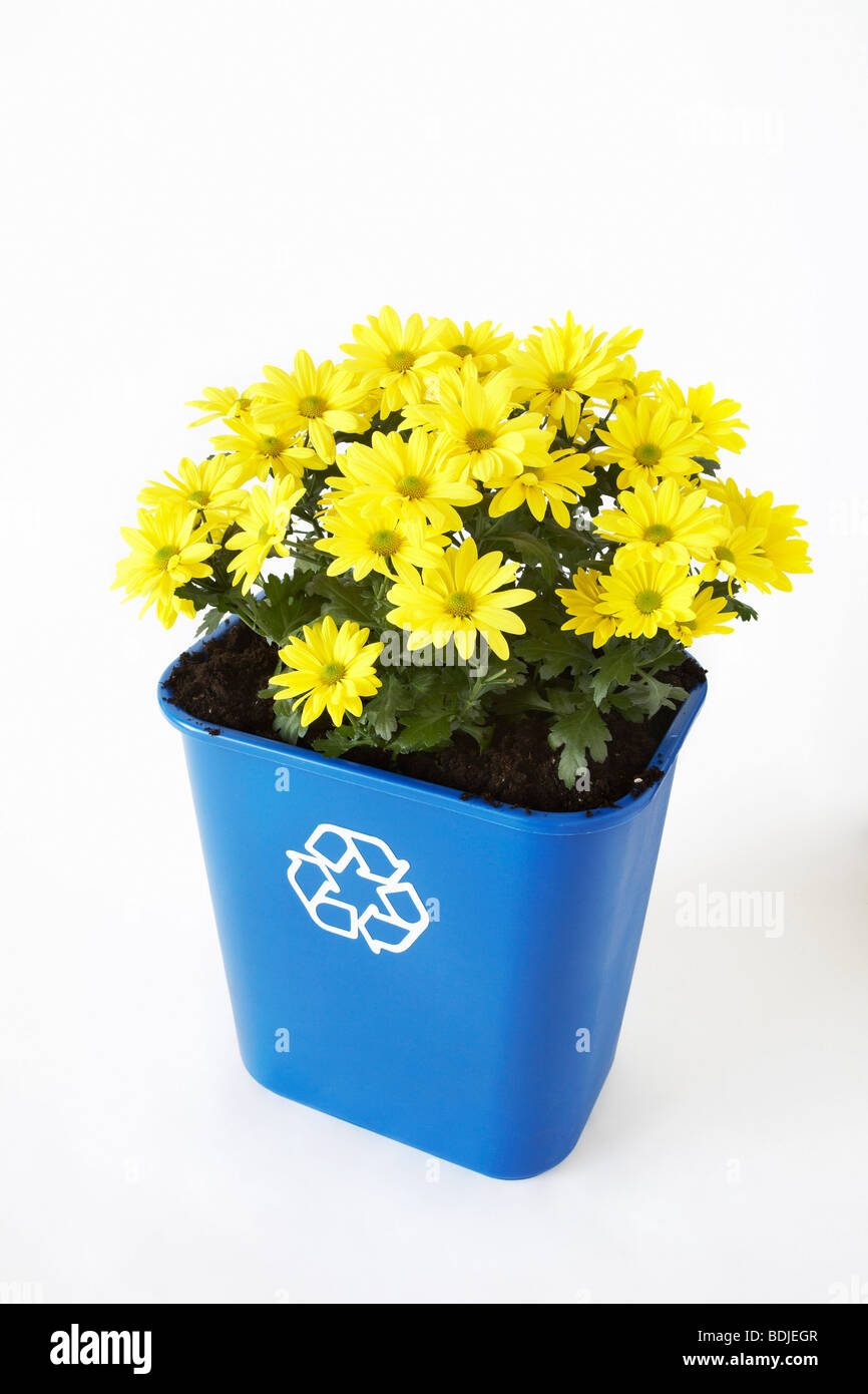 Flowers Planted in Recycling Bin Stock Photo Alamy