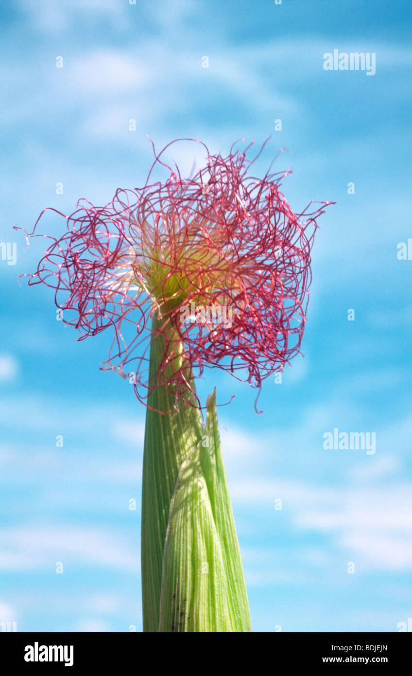 Corn tassel hires stock photography and images Alamy