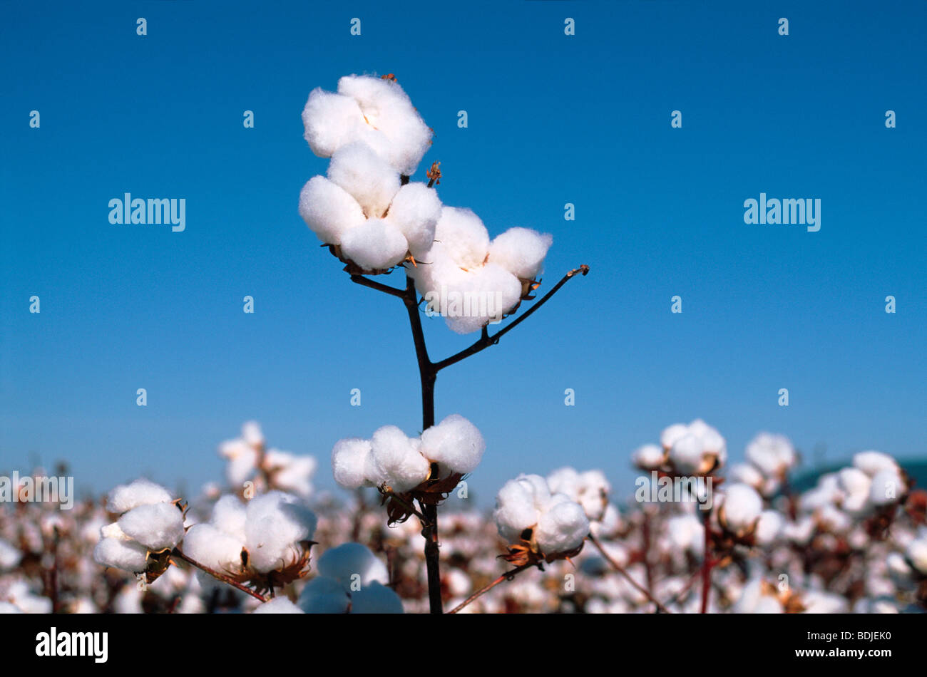Cotton Crop, Cotton Plant Stock Photo
