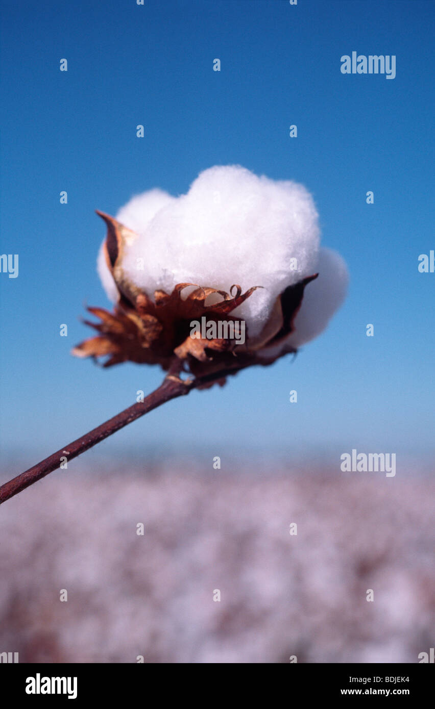 Cotton bloom hires stock photography and images Alamy