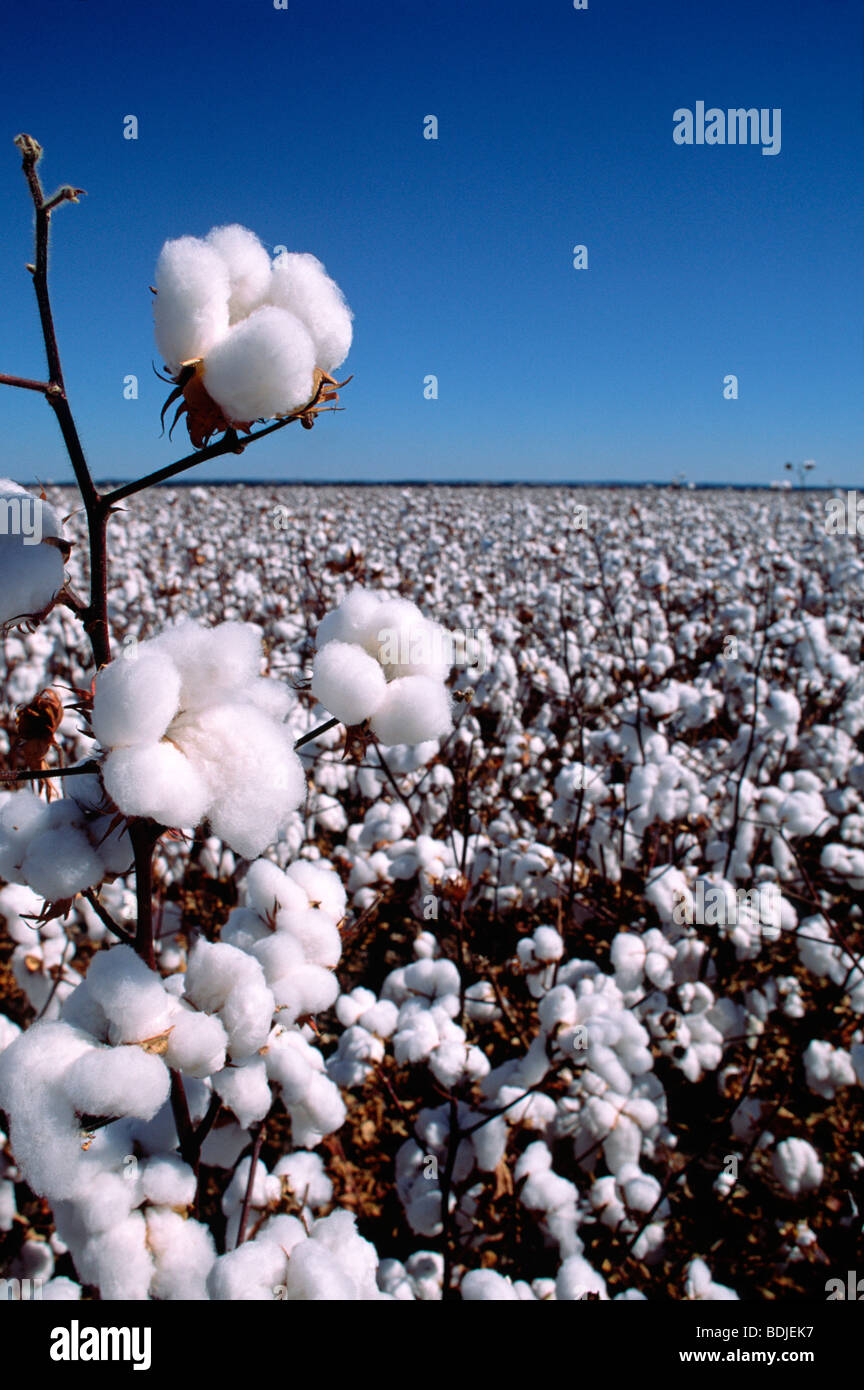Agriculture Cotton Crop Australia High Resolution Stock Photography and