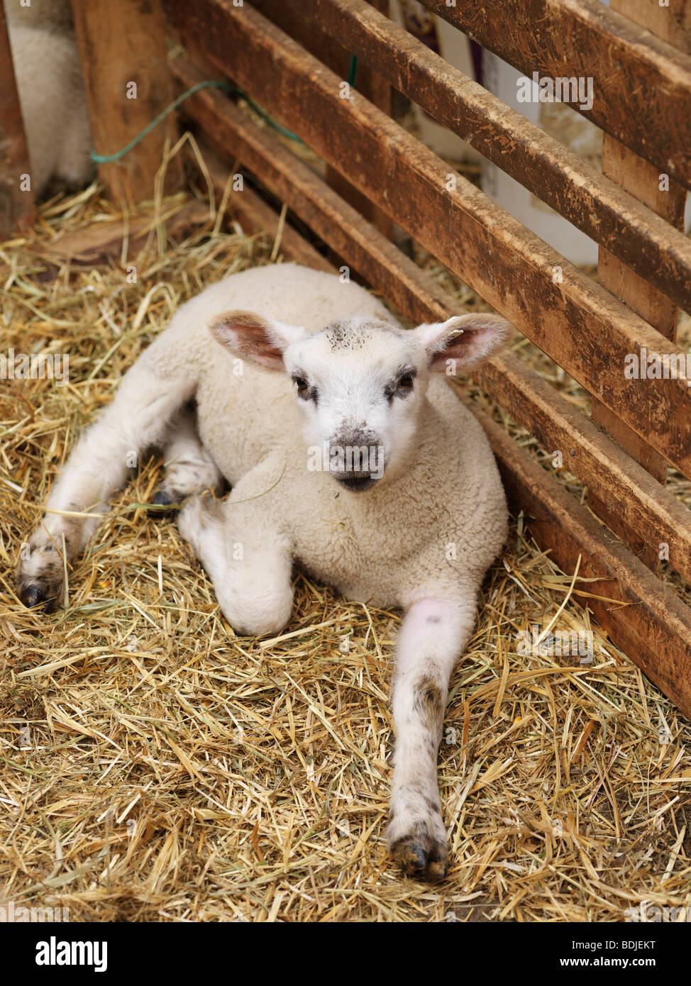 Lamb in Pen Stock Photo - Alamy