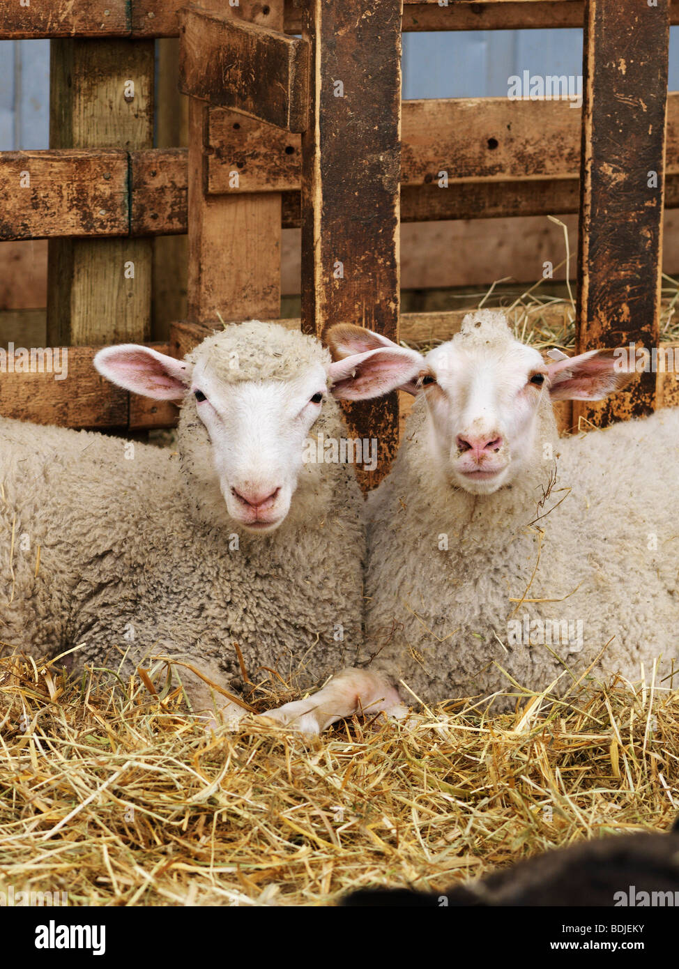 Sheep in Pen Stock Photo