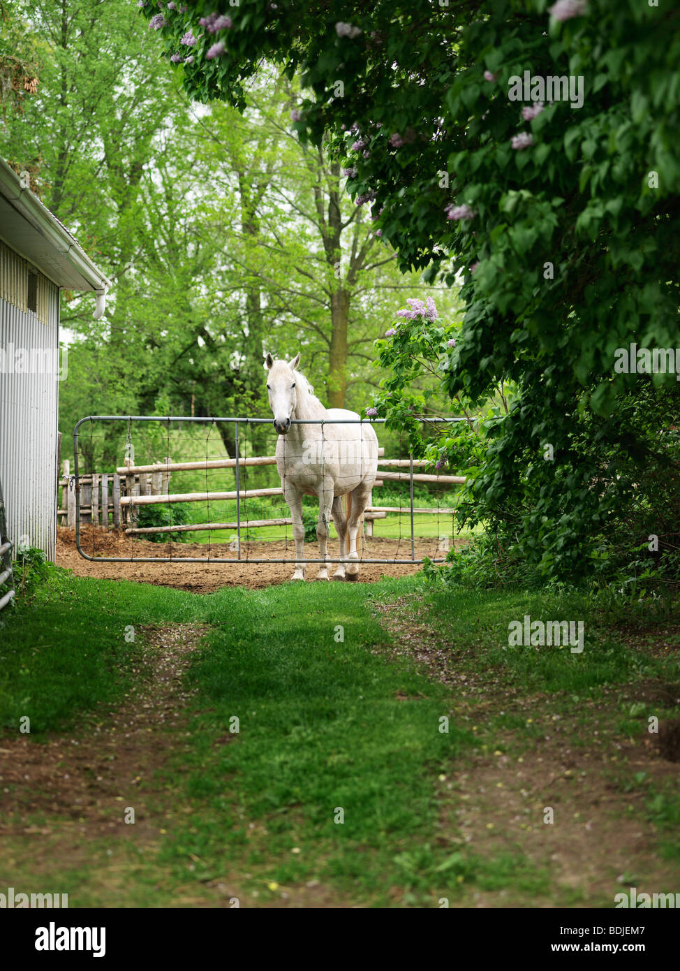 Horse in Pen at Farm Stock Photo