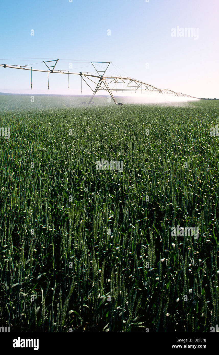 Spray Irrigation, Wheat Crop Stock Photo Alamy