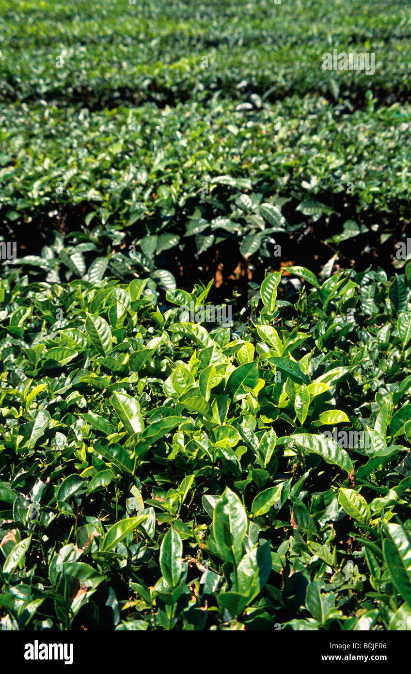 Australian tea plantation queensland hires stock photography and