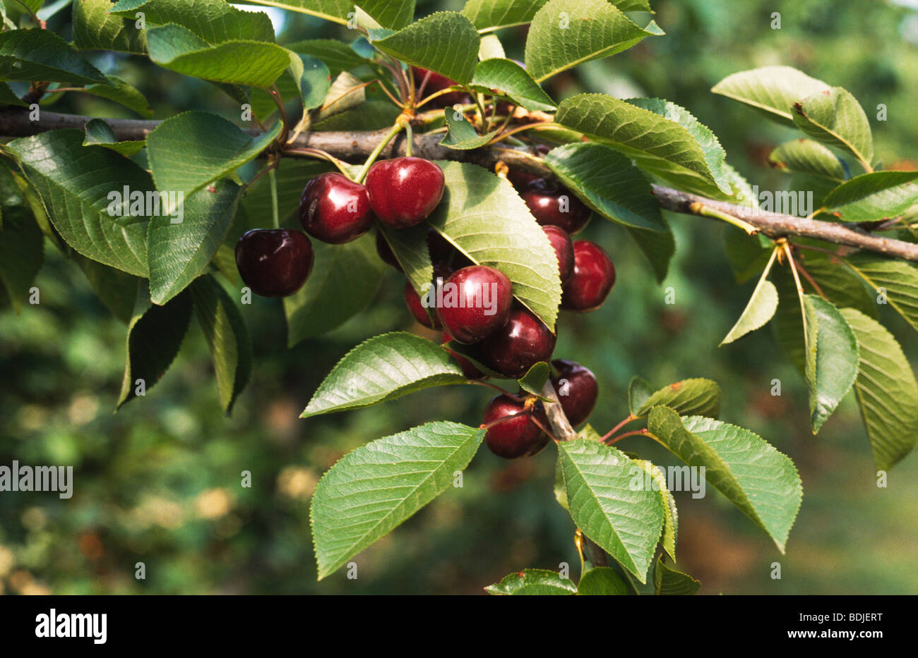 Australian cherry tree hires stock photography and images Alamy