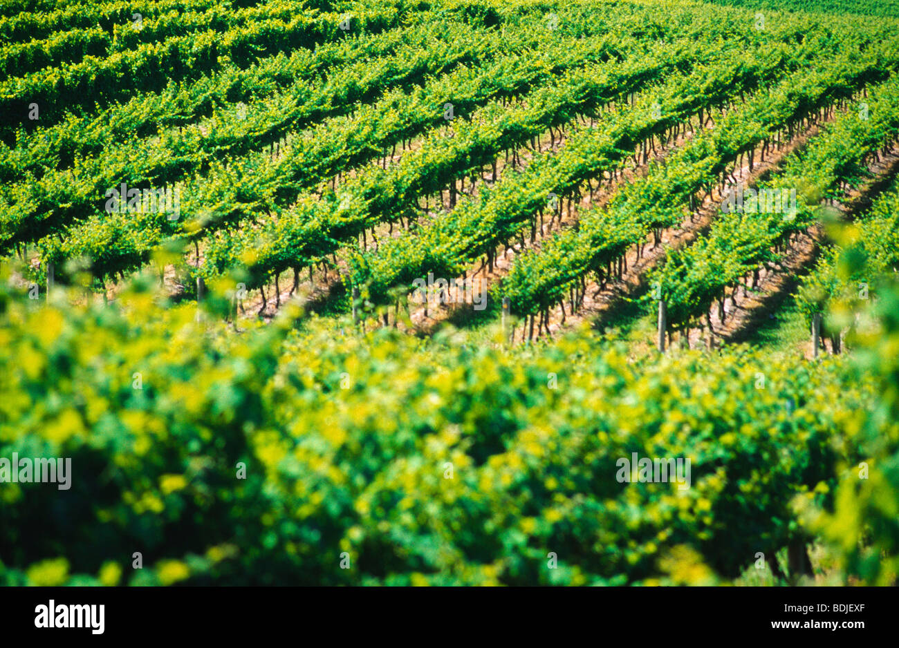 Vineyard, Grape Vines, Yarra Valley, Australia Stock Photo Alamy